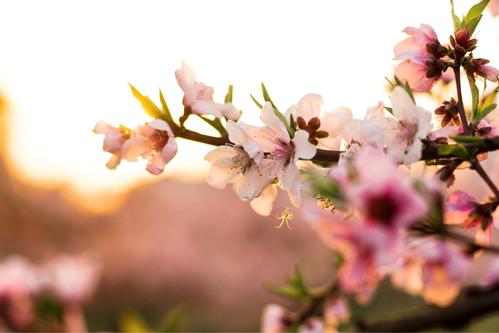 祝福走桃花运的句子(形容走桃花运的句子)