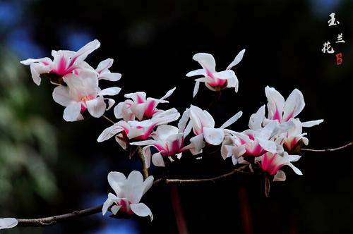 玉兰花能吃吗(玉兰花的功效作用价格)