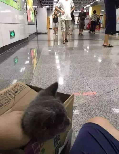 有猫包可以上地铁吗(有猫包可以上地铁吗 深圳)
