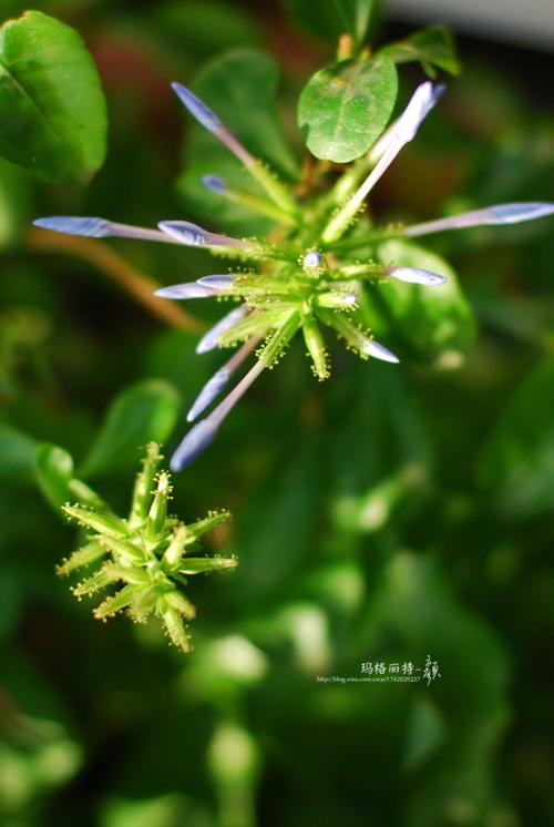 花萼怎么读(花萼愚公怎么读)