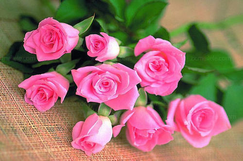 粉色玫瑰代表什么意思(52朵粉色玫瑰代表什么意思)