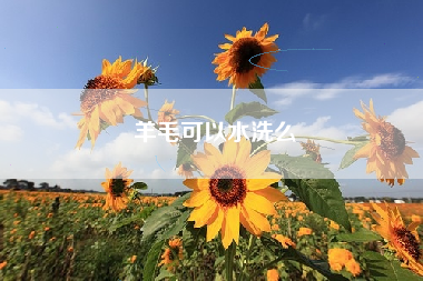 羊毛可以水洗么