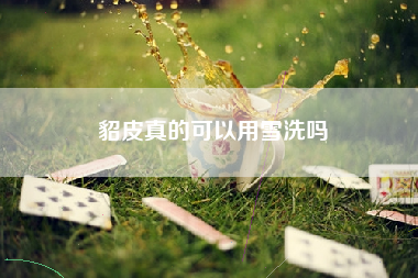 貂皮真的可以用雪洗吗