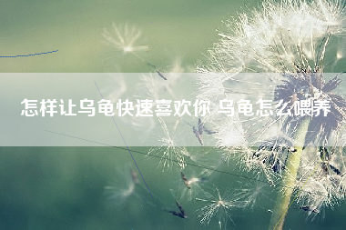 怎样让乌龟快速喜欢你 乌龟怎么喂养