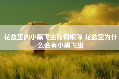 花盆里的小黑飞虫如何根除 花盆里为什么会有小黑飞虫