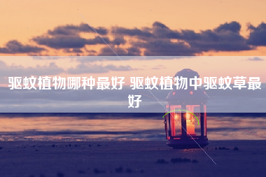 驱蚊植物哪种最好 驱蚊植物中驱蚊草最好