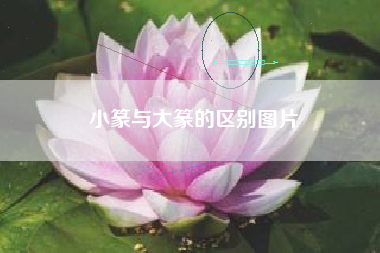 小篆与大篆的区别图片