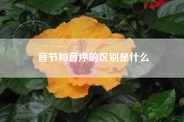 音节和音序的区别是什么