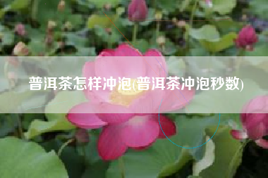 普洱茶怎样冲泡(普洱茶冲泡秒数)