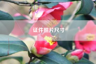 证件照片尺寸
