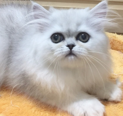 金吉拉猫多少钱一只?金吉拉猫好养吗?