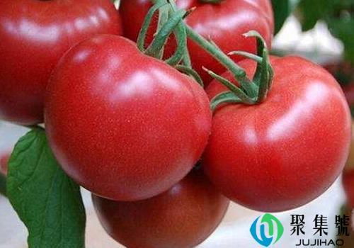  西红柿果实发黄不红是什么原因引起的，如何让番茄一夜间变红
