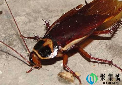 蟑螂爬进耳朵几率高吗，爬过的地方有毒吗会残留多久