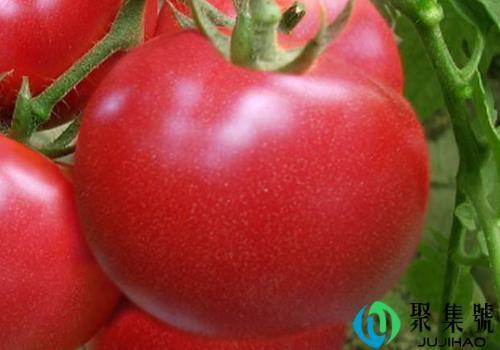 怎么判断西红柿熟了，炒熟吃可以美白吗