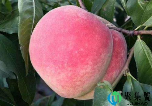 桃子里面有黏黏的胶状物能吃吗，晚上吃多了会不会发胖