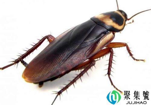  蟑螂为什么跑到卧室，它会靠近熟睡的人吗
