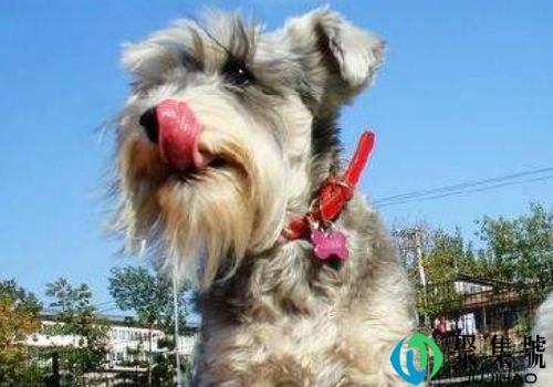 踩到狗屎会不会得狂犬病(狗屎中有狂犬病毒吗)