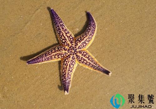 海星没有水多久会死     怎么养