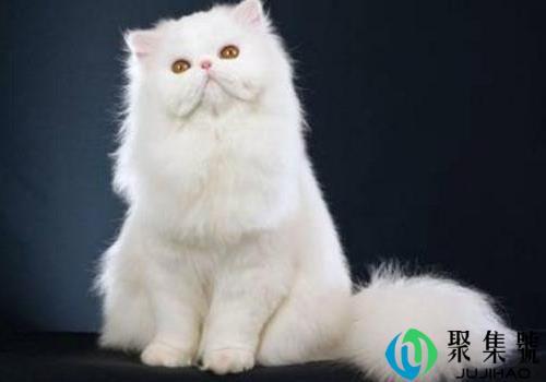 波斯猫有几种颜色(普通猫的眼睛是什么颜色)