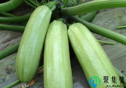 北瓜有什么营养价值和功效(北瓜有什么营养和功效)