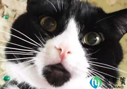 猫猫嘴巴很臭怎么办 下面有黑色东西