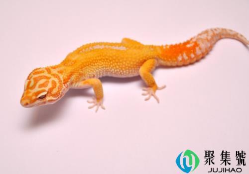 豹纹守宫多少钱一只    寿命有多长