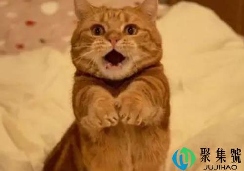 为什么说养猫穷三代 对财运好不好