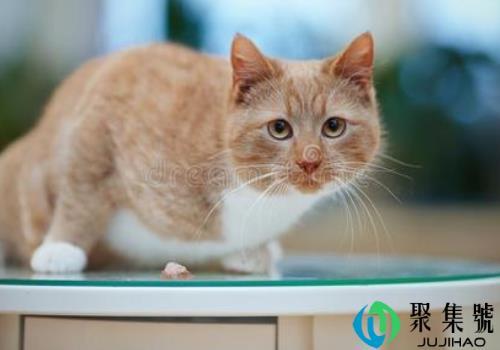 猫咪经常跳到桌上怎么办 猫喜欢跳到桌上好吗
