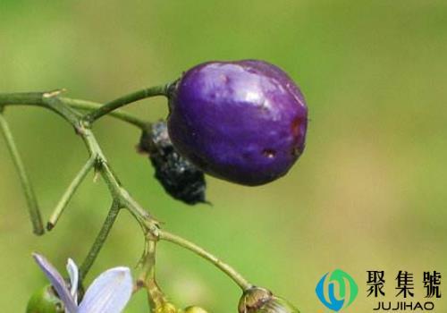 山菅兰的果实能吃吗 吃了会死吗