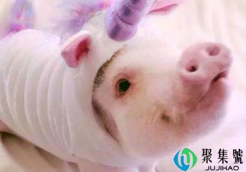 宠物猪会认主人吗      可以和主人一起睡觉吗