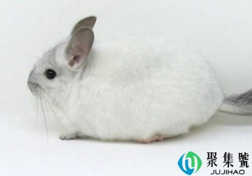 银白色龙猫多少钱一只 和纯白色龙猫的区别
