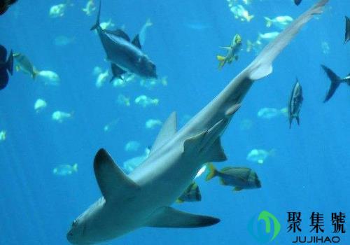 海底一万米恐怖吗 深海底下有什么生物