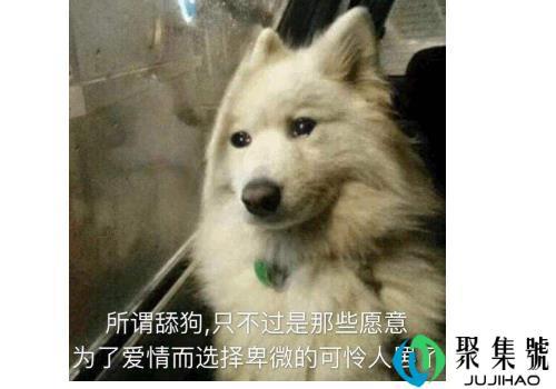 舔狗到底有多卑微  会舔到一无所有吗