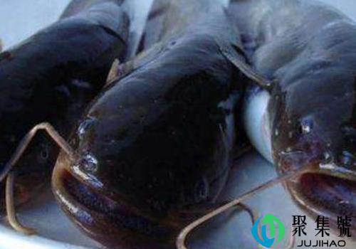 八须鲶鱼能吃吗 为什么不能吃