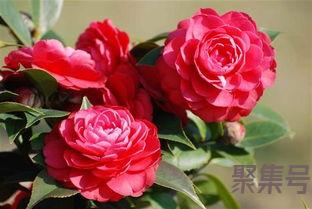 关于描写茶花词句（文案素材)