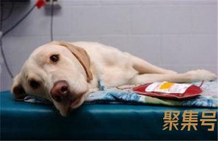 关于狗狗输血的日子词句（文案素材)