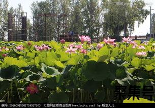 关于形容荷花池美景词句（文案素材)