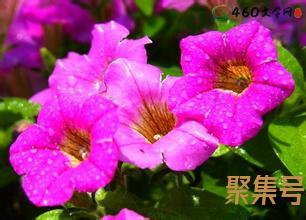 关于描写花的美丽词句子（文案素材)