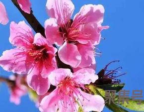 关于桃花倒影词句（文案素材)