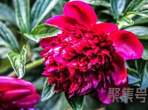 关于描写鲜花美丽的词句（文案素材)