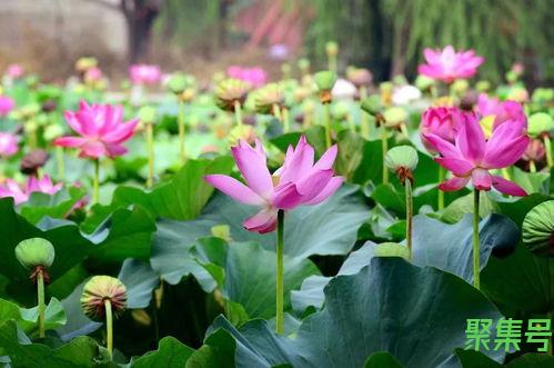 关于形容满塘荷花的词句（文案素材)