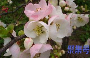 关于木瓜海棠的抒情词句（文案素材)