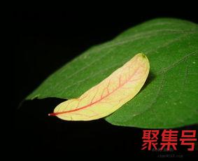 关于秋天雨后落叶的诗词句（文案素材)