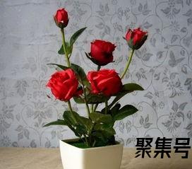 关于推销玫瑰花盆栽的词句（文案素材)