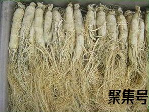 关于关于长白山人参的词句（文案素材)