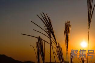关于赞美鸡的词句（文案素材)