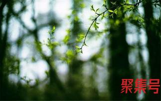 关于描写夏天词句三年级（文案素材)