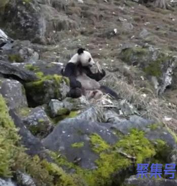 大熊猫偷偷吃肉被拍（大熊猫吃肉吗）