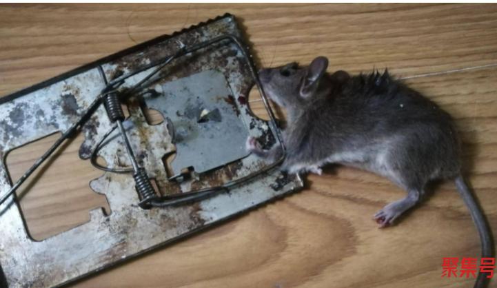 怎么对付家里的老鼠(老鼠会在人睡觉主动攻击人吗)