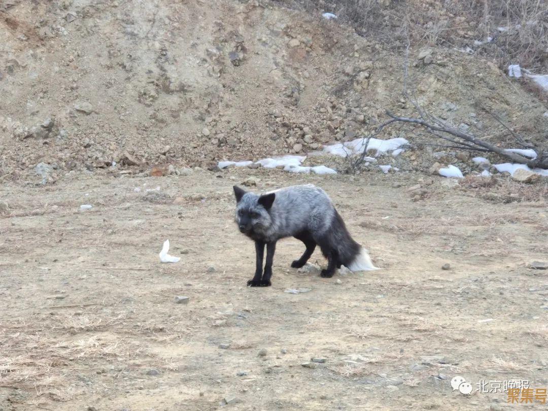 罕见银黑狐现身门头沟(银黑狐是保护动物吗)